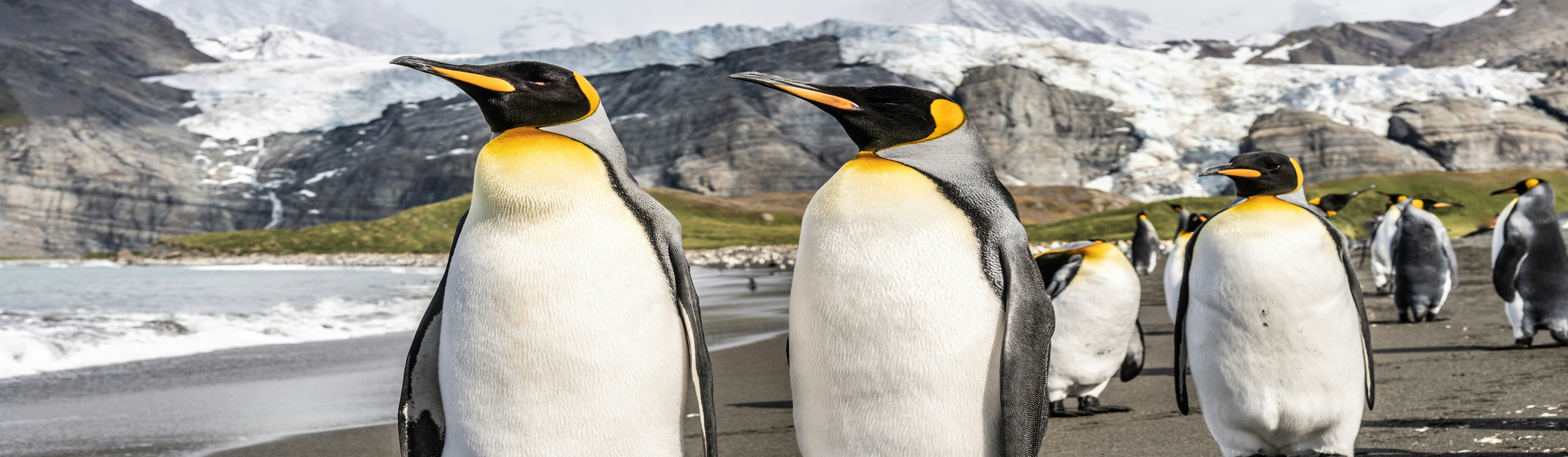 La estafa de los pingüinos
